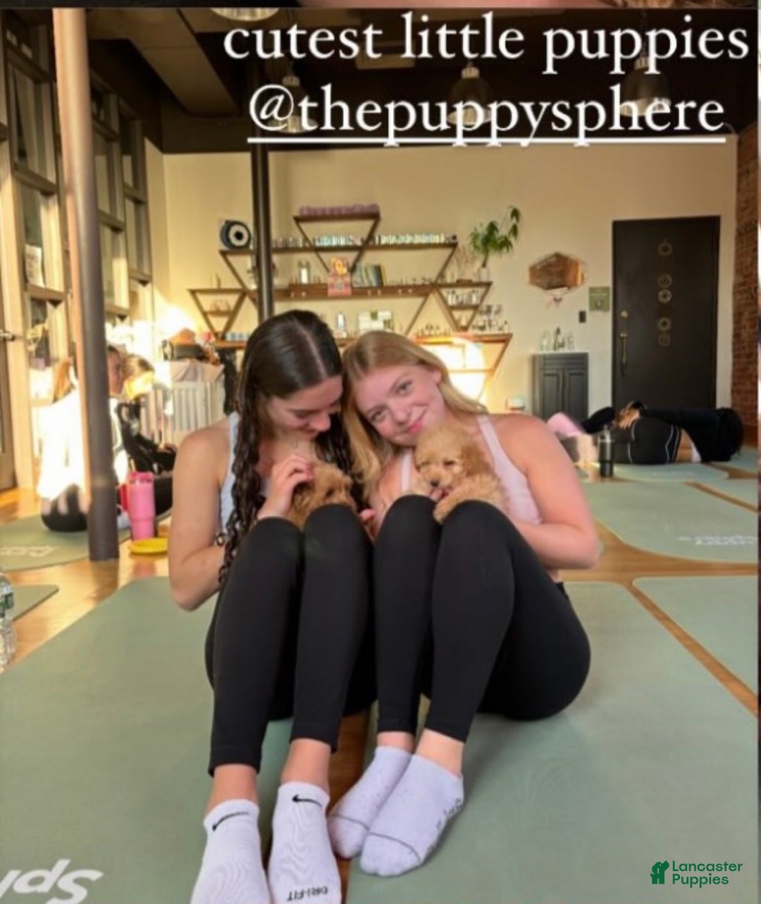 Cockapoo dogs for sale: ⭐️Cooper – The Golden Boy of the Litter 🐾🧡 - Ad 7