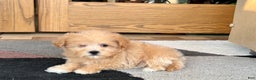 Maltipoo dogs for sale: Maltipoo Female Puppy 4 - Ad 2