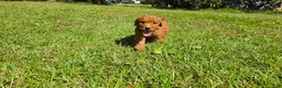 Goldendoodle dogs for sale:  Louie - Ad 9