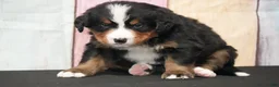 Bernese Mountain Dog dogs for sale: Bernese Mountain Dog Puppy 2 - Ad 4