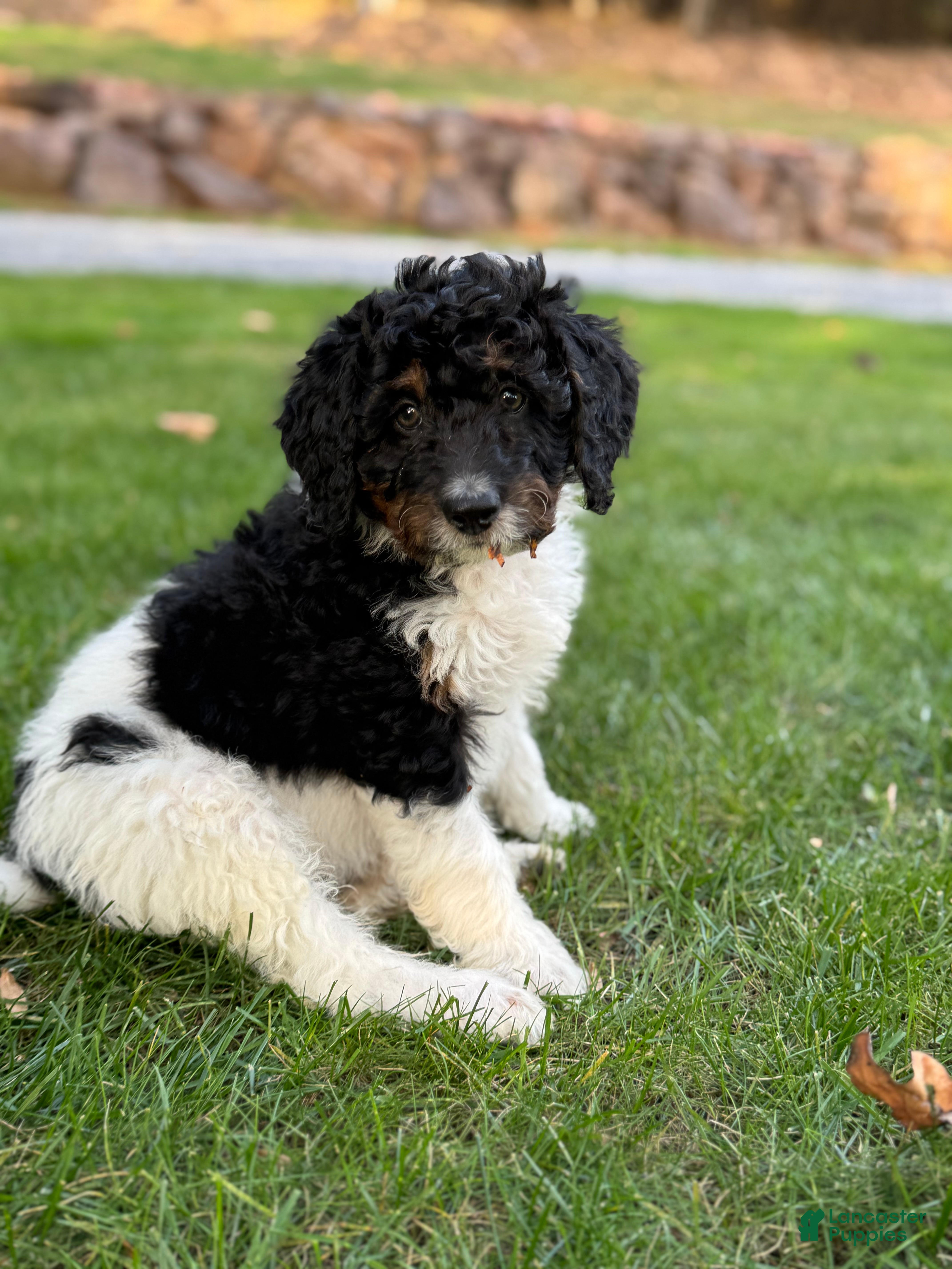 Bernedoodle Puppies for sale in Clifton, New Jersey Lancaster