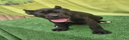 Cane Corso dogs for sale: MELLO - Ad 27