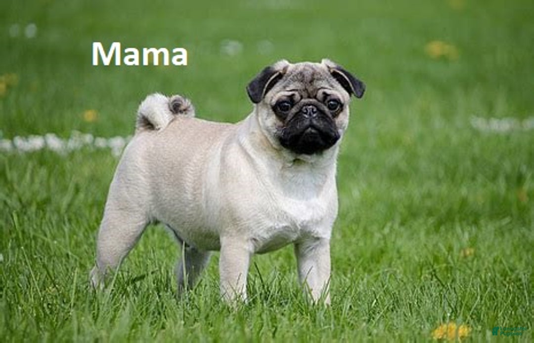 Mixed Breed dogs for sale: Shadow - Ad 11