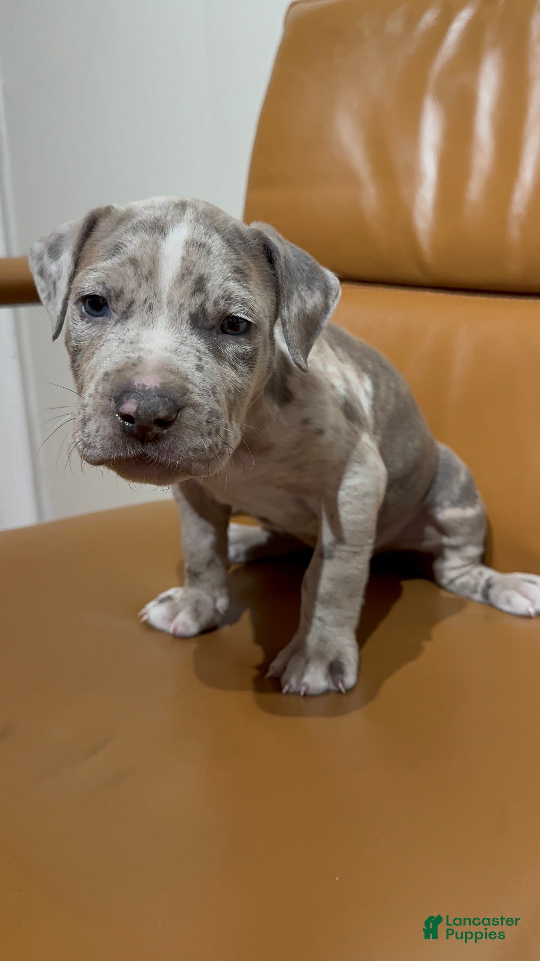 American Bully dogs for sale: American Bully Puppy 1 - Ad 6