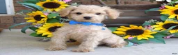 Toy Poodle dogs for sale: Preston - Ad 9