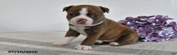 Boston Terrier dogs for sale: Gilbert - Ad 1