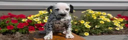 Dalmatian dogs for sale: Layla - Ad 4