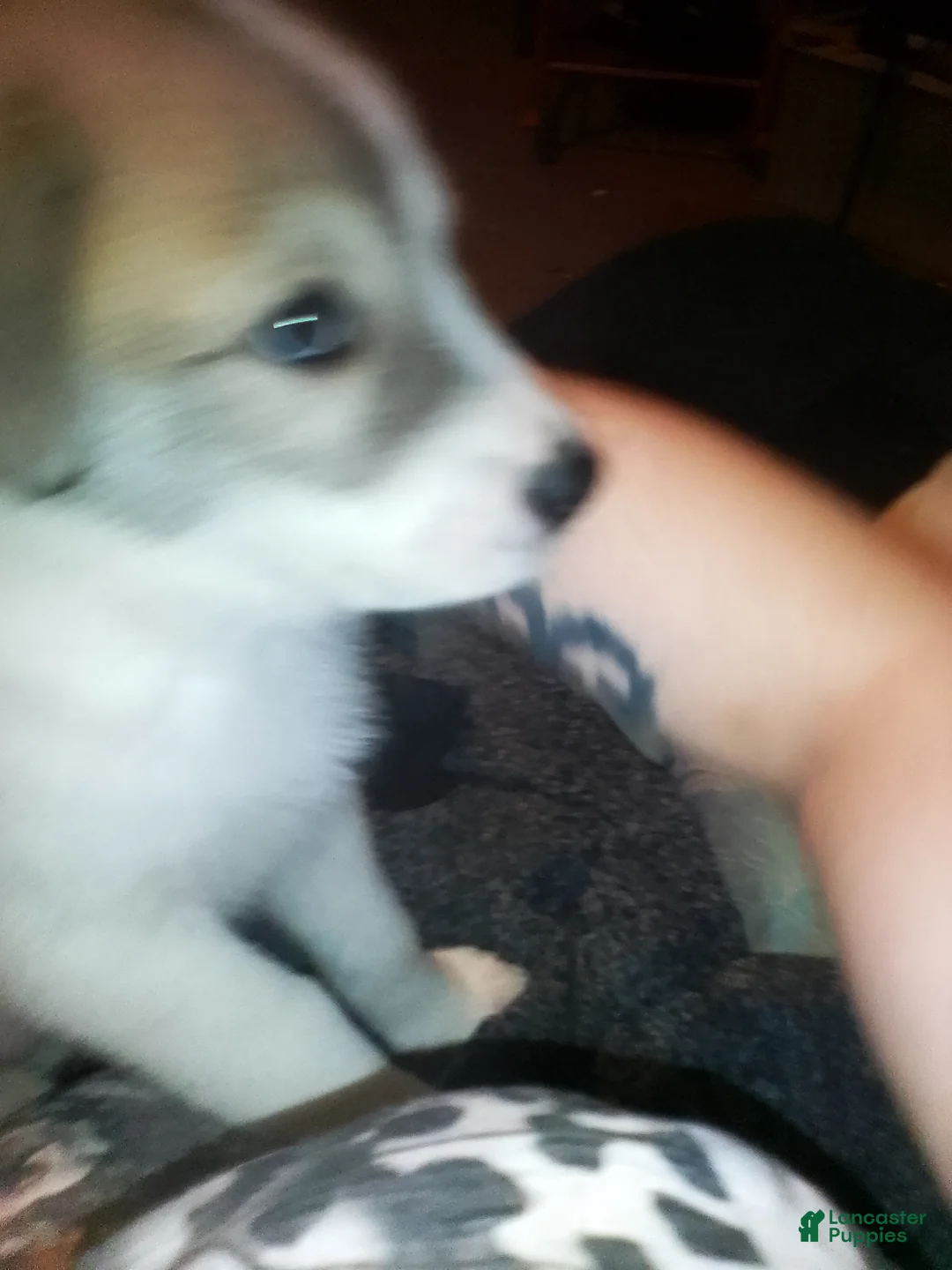 Mixed Breed dogs for sale: Chewy Boy  - Ad 4