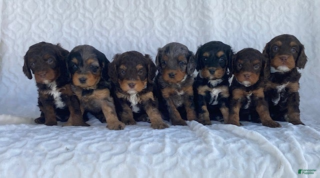 Cavapoo dogs for sale: Norman- chocolate tri - Ad 8