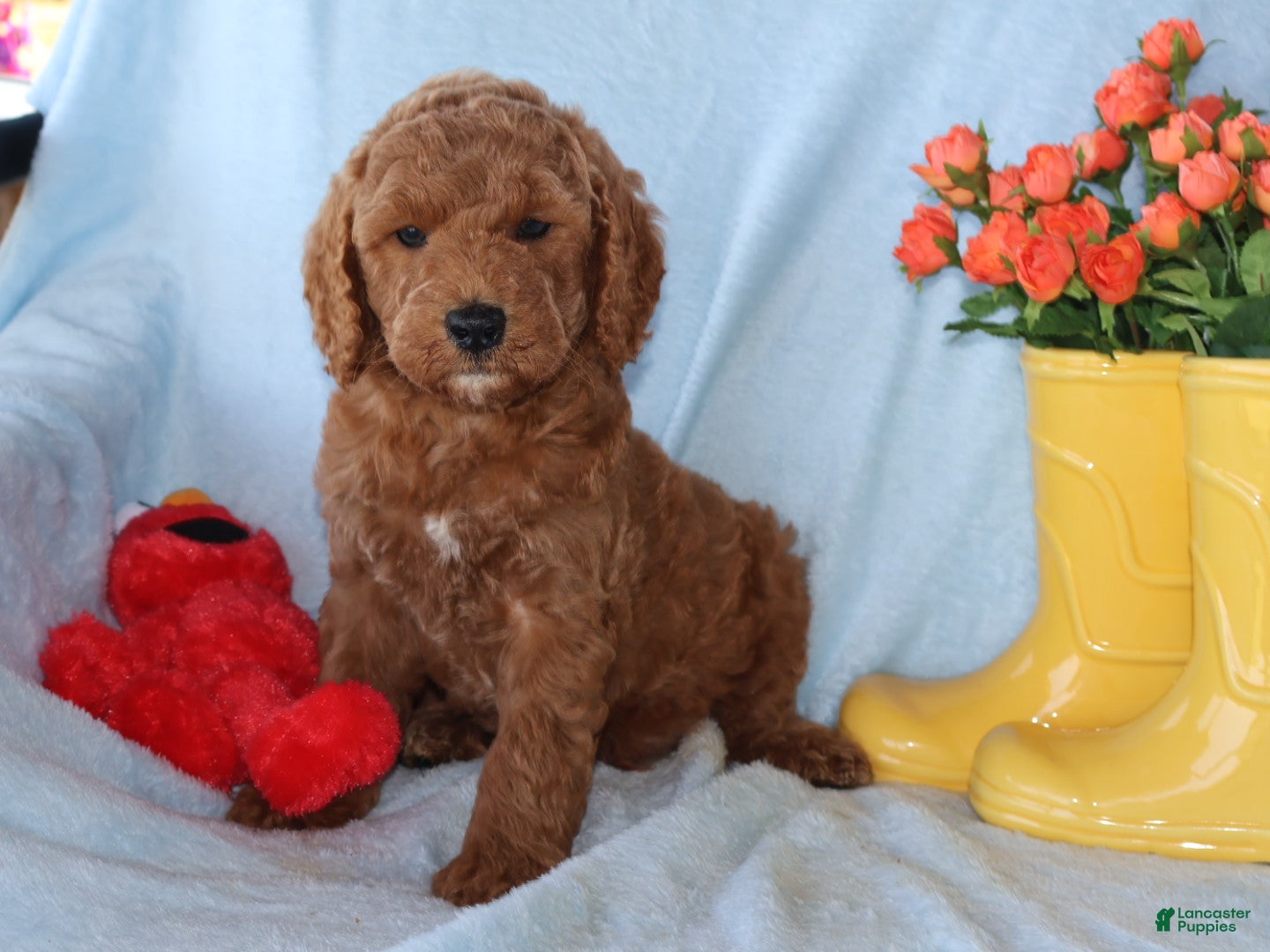 Mini Goldendoodle dogs Little Jack - Ad 2