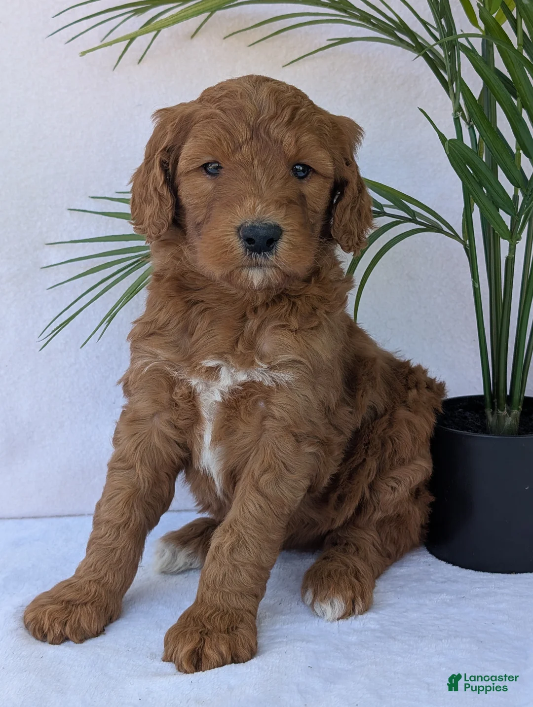 Goldendoodle dogs for sale: Bella - Ad 1
