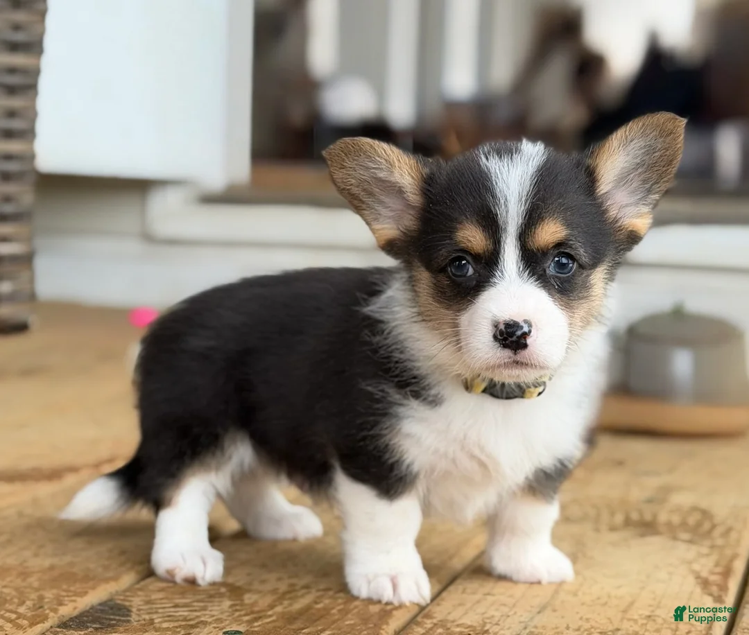 Mixed Breed dogs for sale: Male puppy with tail  - Ad 1