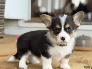 Mixed Breed dogs Male puppy with tail - Ad 3