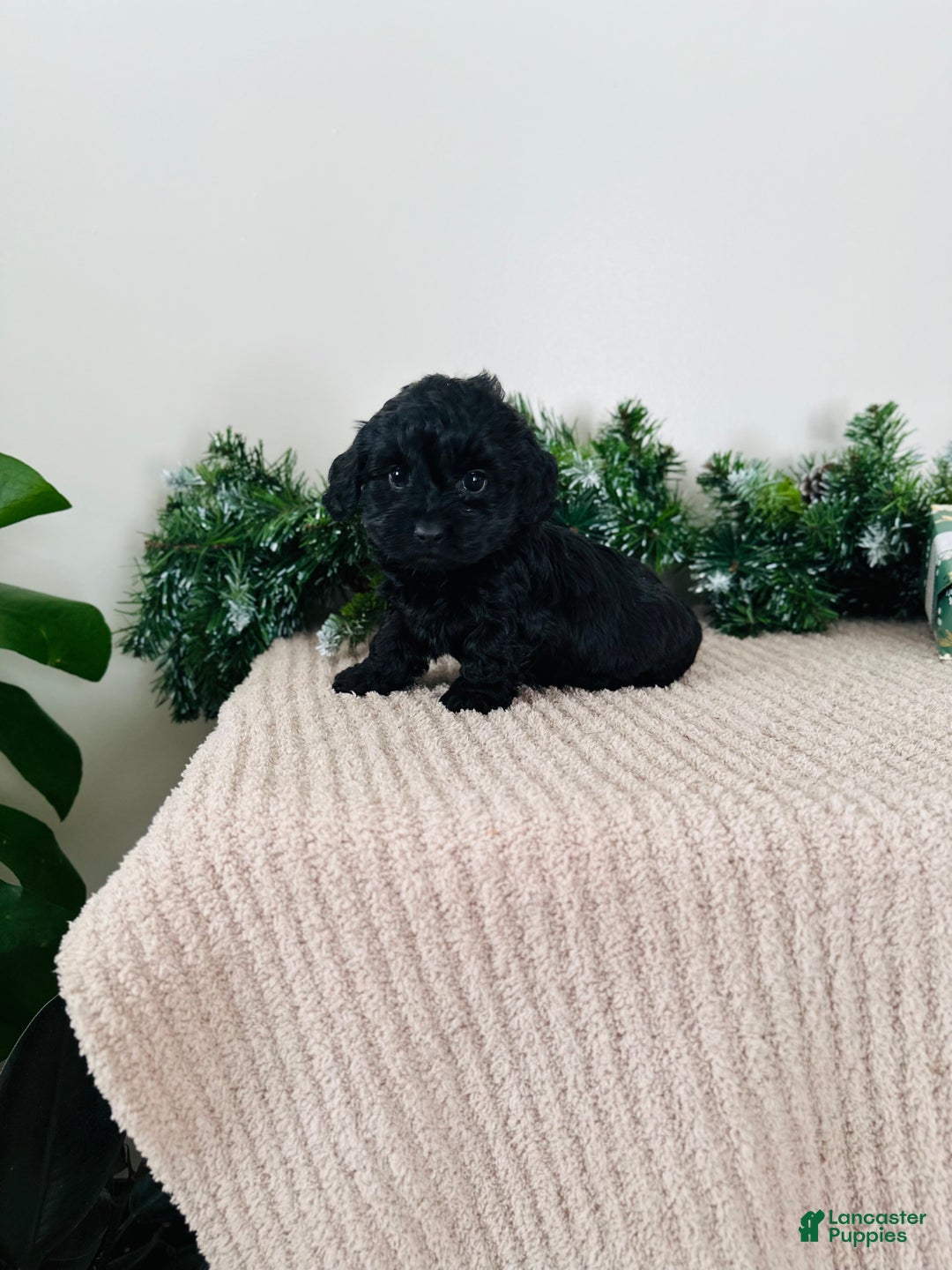 Mixed Breed dogs for sale: Star - Ad 3