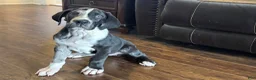 Great Dane dogs for sale: Harlequin with Merle Markings - Ad 7