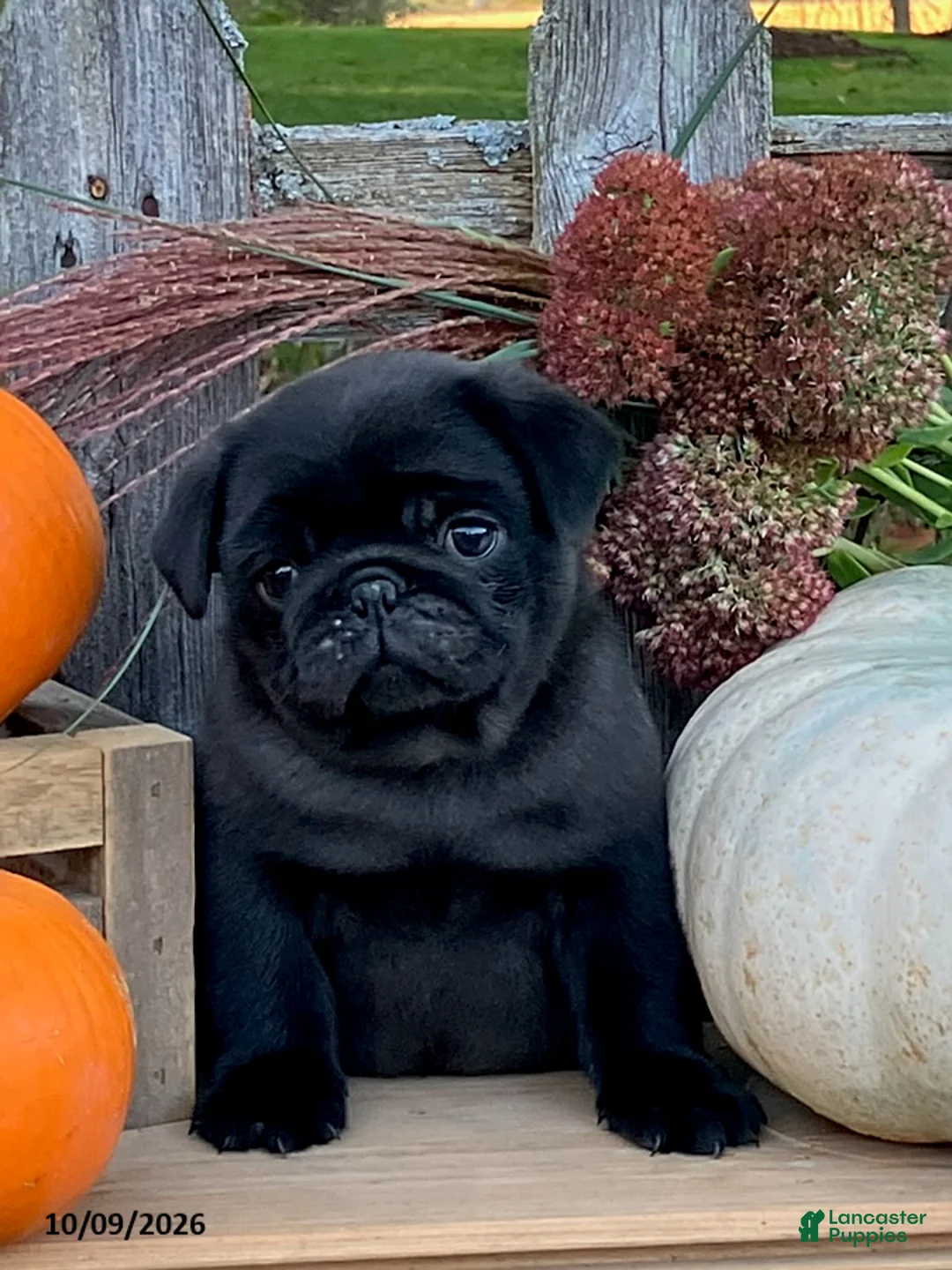 Pug dogs for sale: Corden - Ad 2