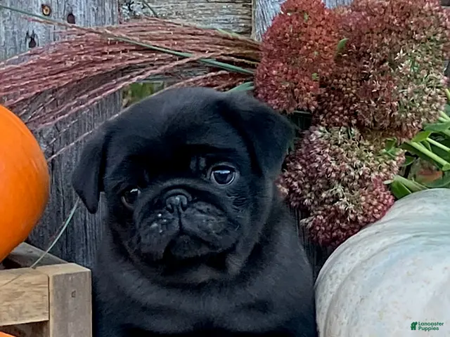 Pug dogs for sale: Corden - Ad 2
