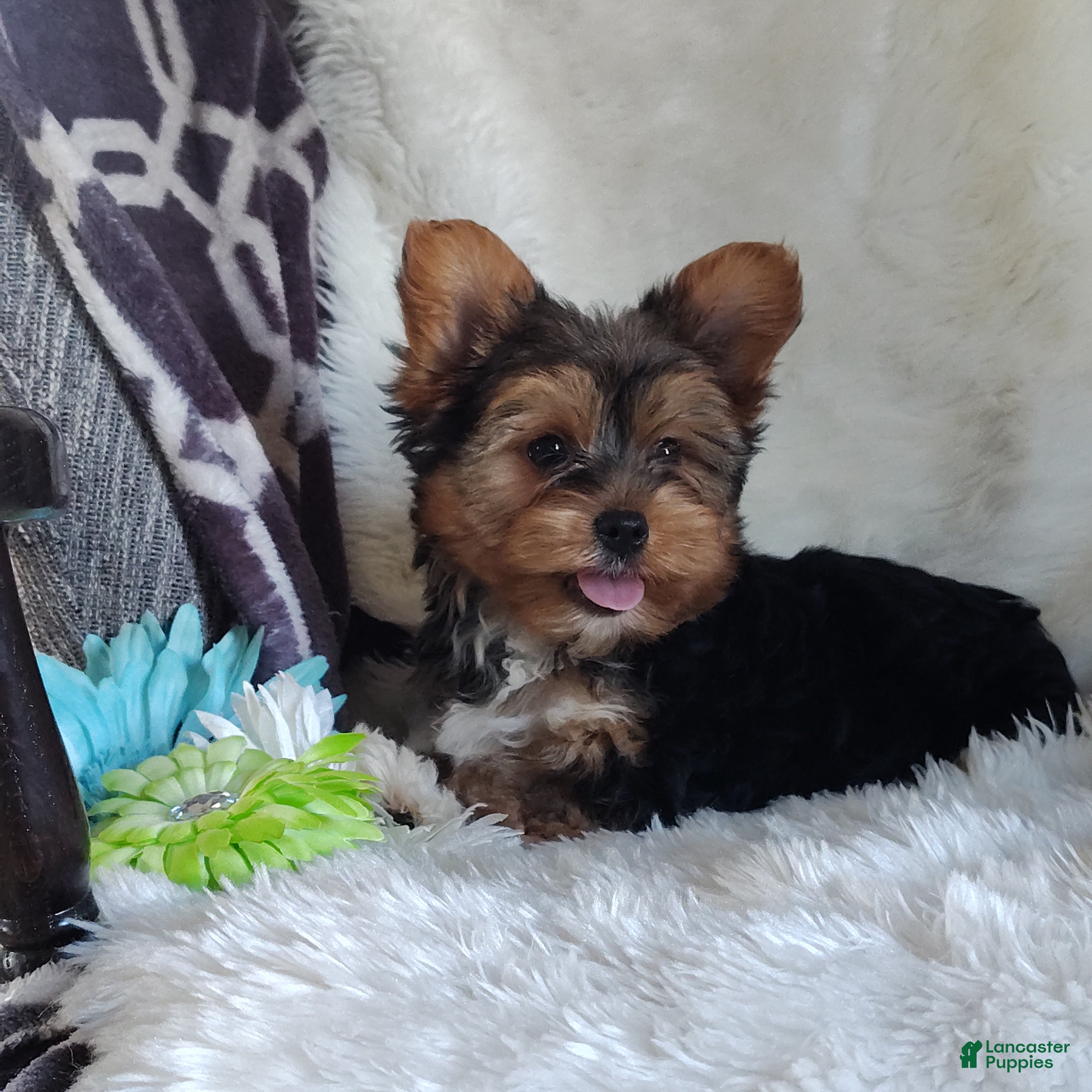 Yorkshire Terrier dogs Bowie - Ad 1