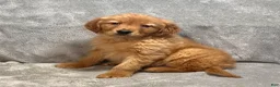 Golden Retriever dogs for sale: River - Ad 2