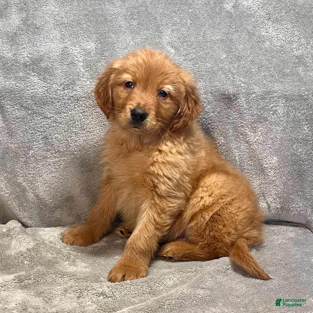 Golden Retriever dogs for sale: River - Ad 2