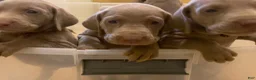 Weimaraner dogs for sale: Bella - Ad 5