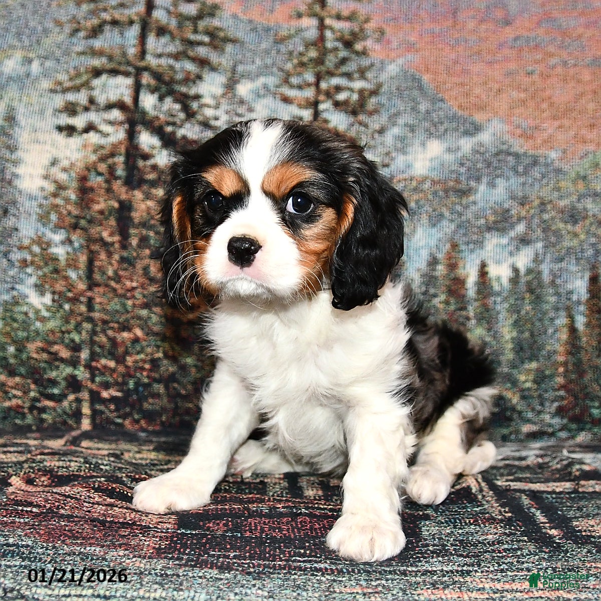 Cavalier King Charles Spaniel dogs Rocky - Ad 2
