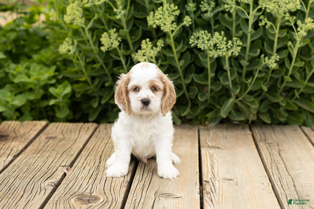 Cocker Spaniel dogs for sale: Freckles  - Ad 2