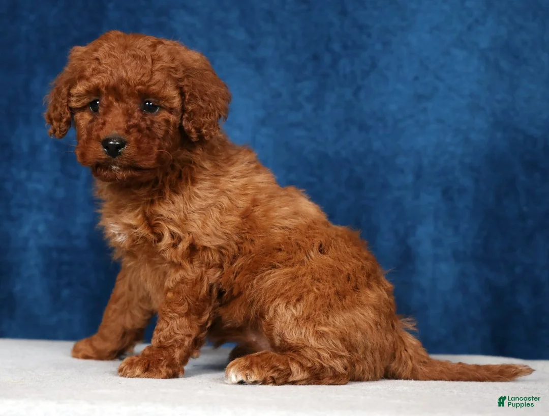 Mini Goldendoodle dogs for sale: Scarlett - Ad 1