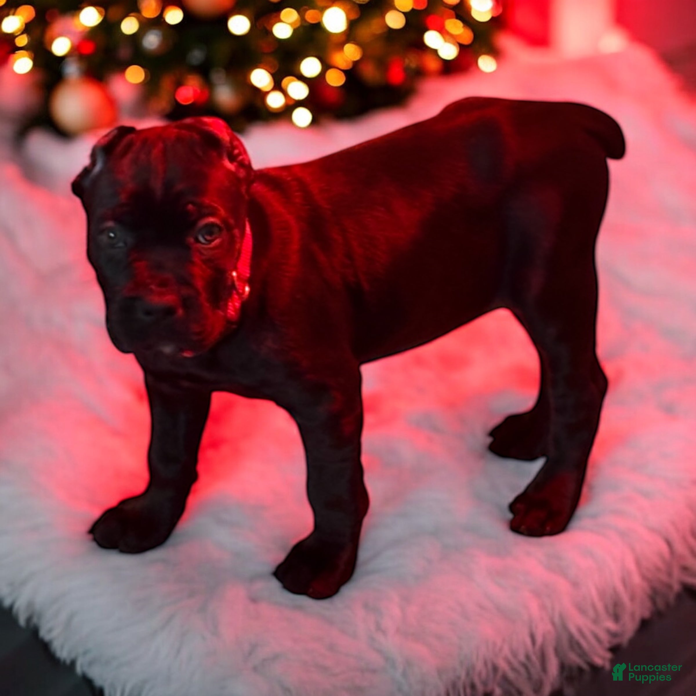Cane Corso dogs Red - Ad 19