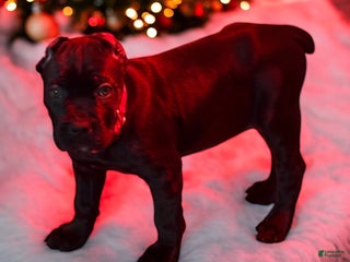 Cane Corso dogs Red - Ad 17