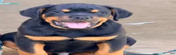 Rottweiler dogs for sale: Rottweiler 2 - Ad 4