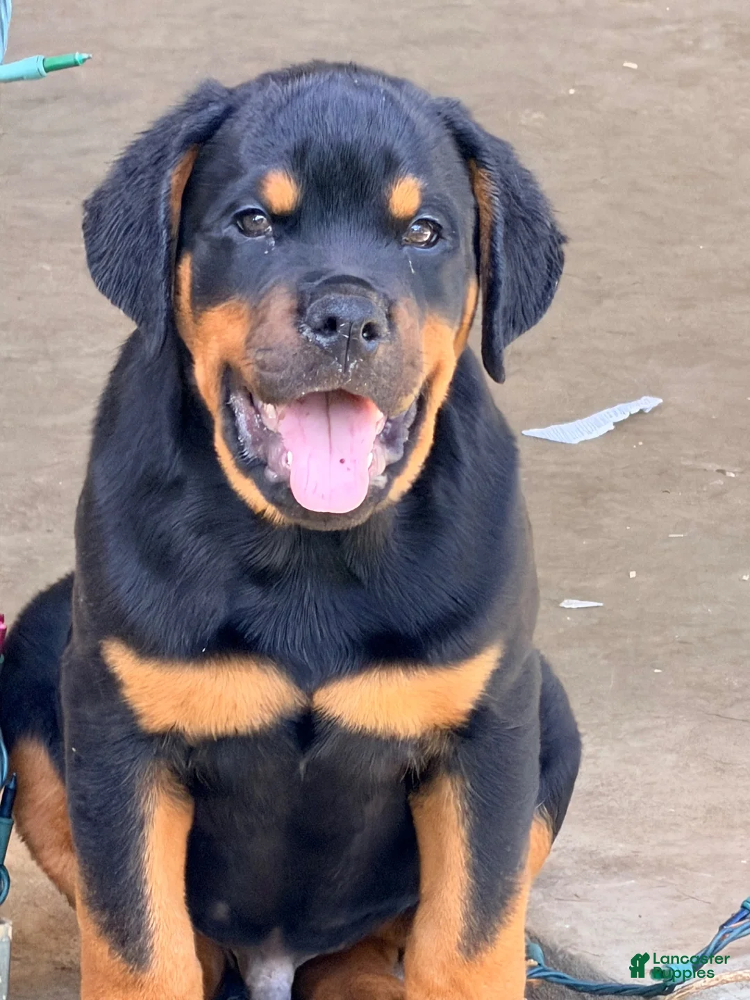 Rottweiler dogs for sale: Rottweiler 2 - Ad 4