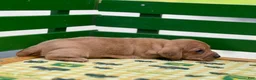 Miniature Dachshund dogs for sale: Bandit - Ad 6