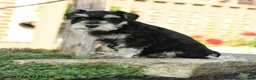 Miniature Schnauzer dogs for sale: Lincoln - Ad 2