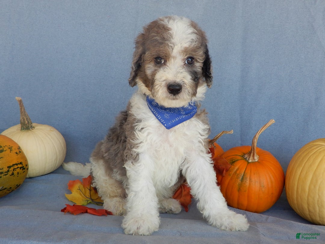 Sheepadoodle dogs for sale: Panda (medium) - Ad 66