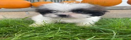 Shih Tzu dogs for sale: Oliver - Ad 5