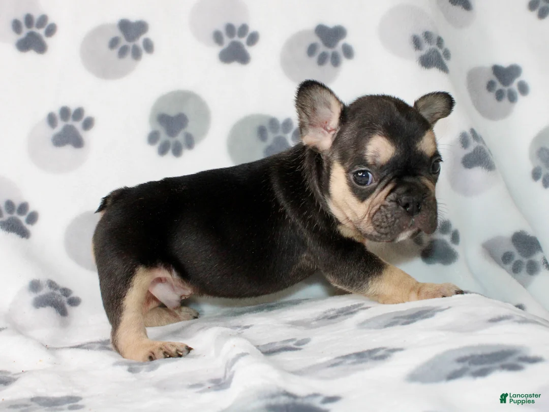 French Bulldog dogs for sale: Ace - Ad 1