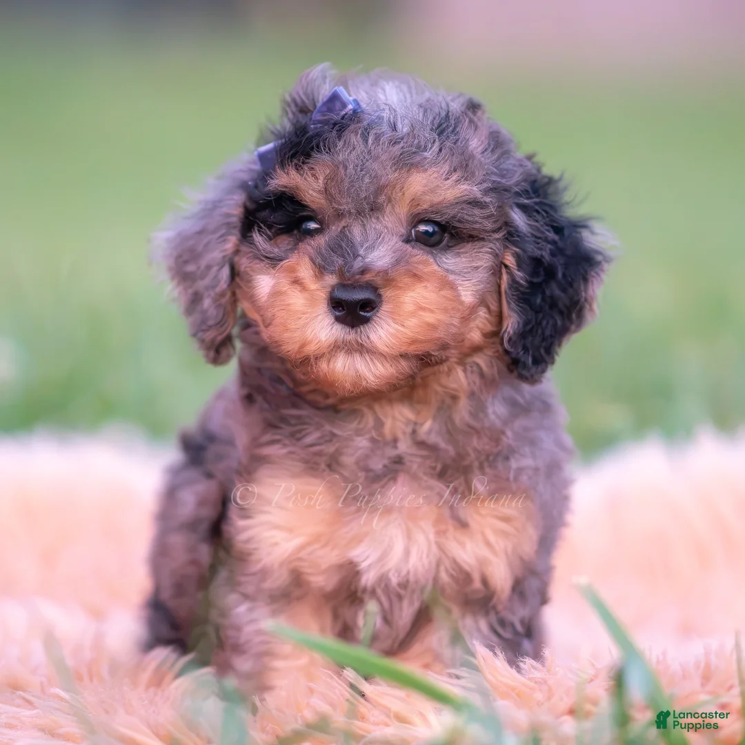 Toy Poodle dogs for sale: Snoopy AKC - Ad 6