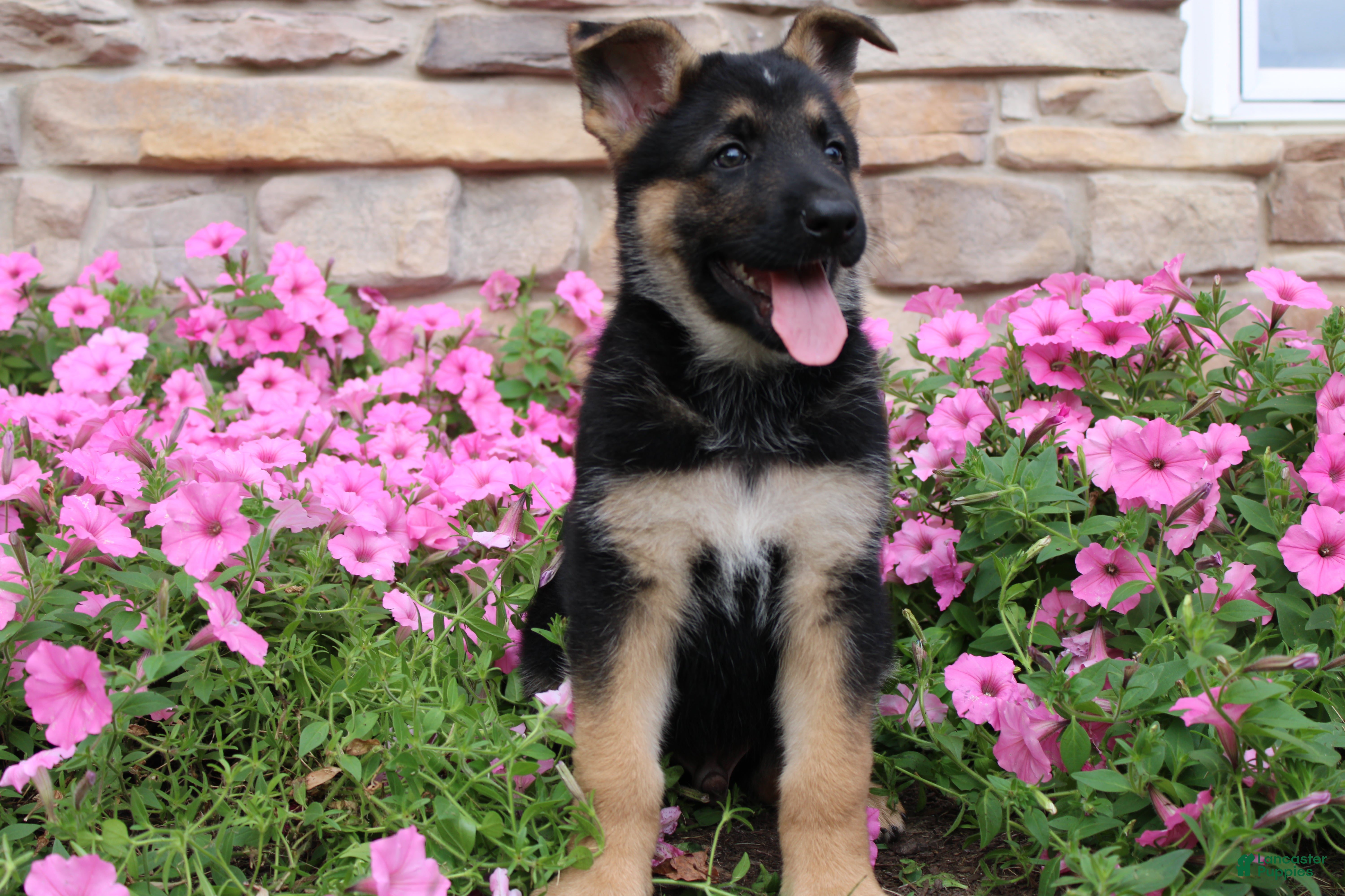 German Shepherd dogs Hank - Ad 2