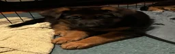 German Shepherd dogs for sale: Veronica - Ad 7