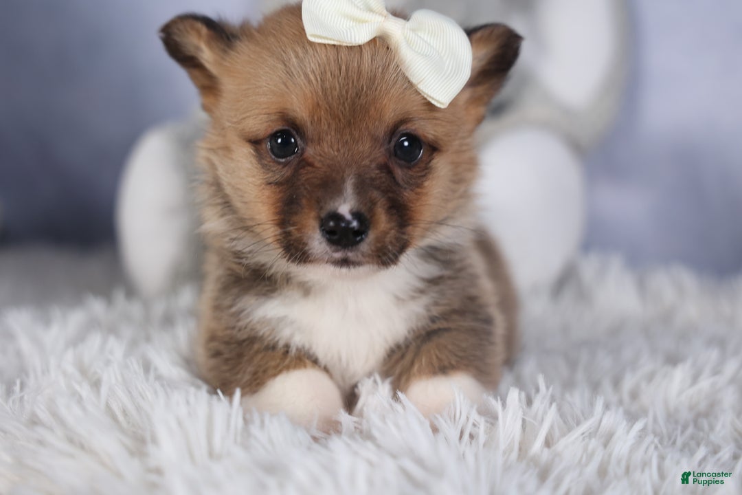 Welsh Corgi Pembroke dogs for sale: LITTLE CHIEF - Ad 15
