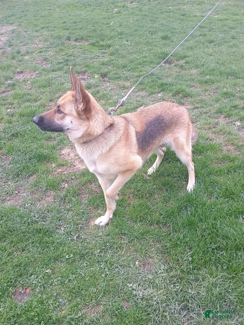 German Shepherd dogs for sale: Nova - Ad 5
