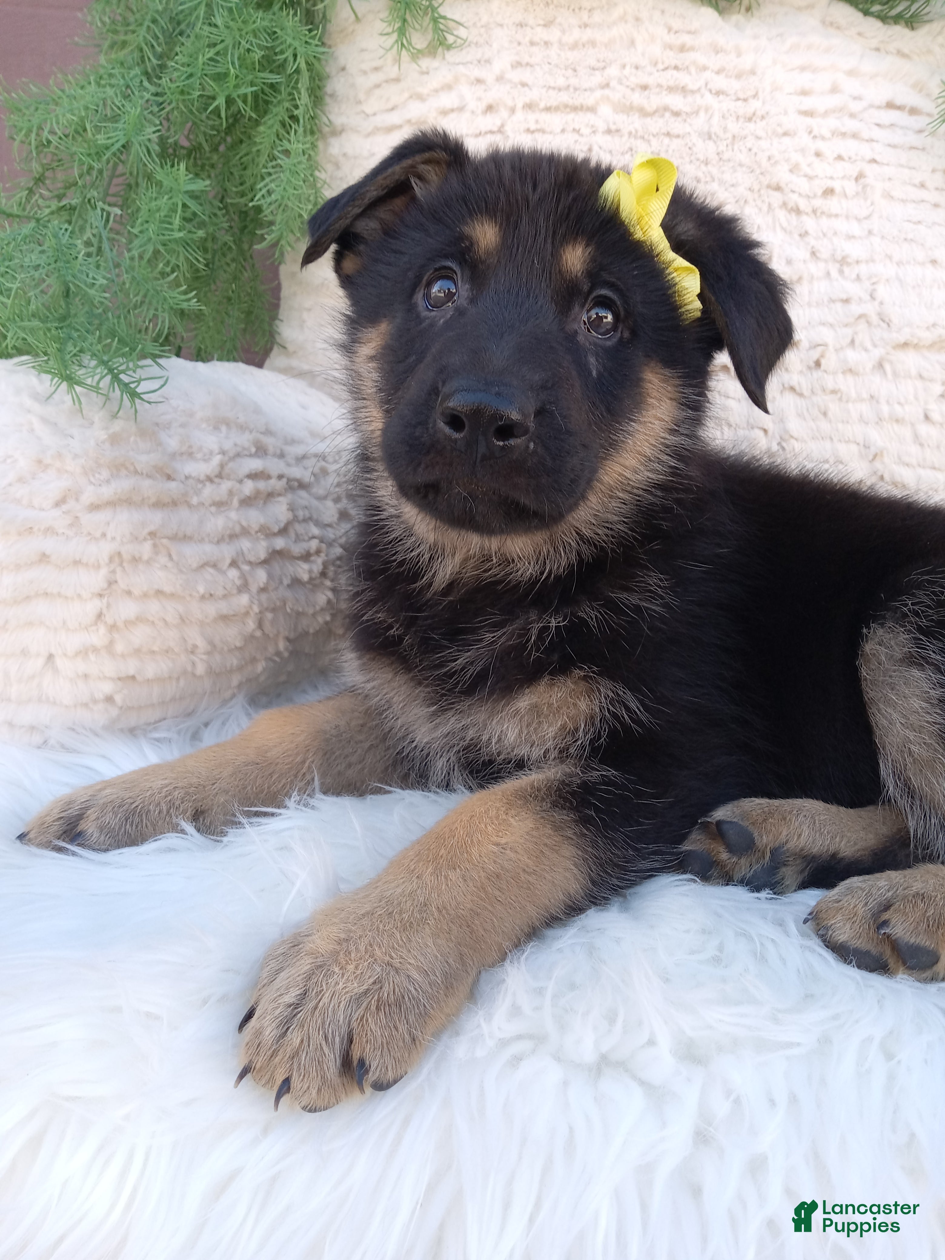 German Shepherd dogs Nova - Ad 1