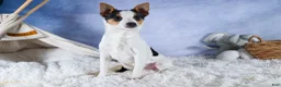 Toy Fox Terrier dogs for sale: Theo  - Ad 16