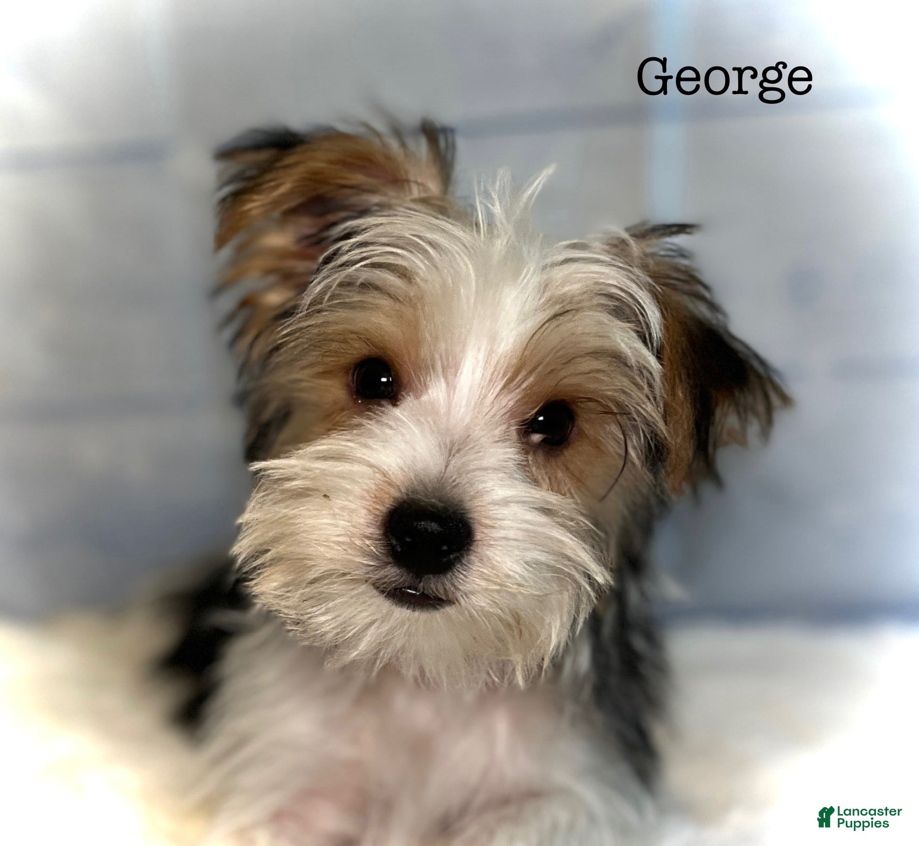 Yorkshire Terrier dogs George - Ad 2