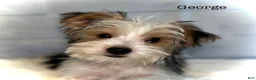 Yorkshire Terrier dogs for sale: George - Ad 2