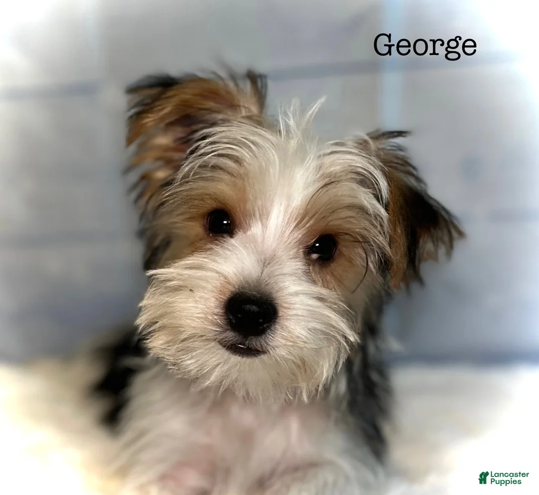 Yorkshire Terrier dogs for sale: George - Ad 2