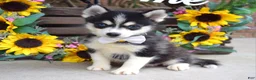 Pomsky dogs for sale: Piper - Ad 6