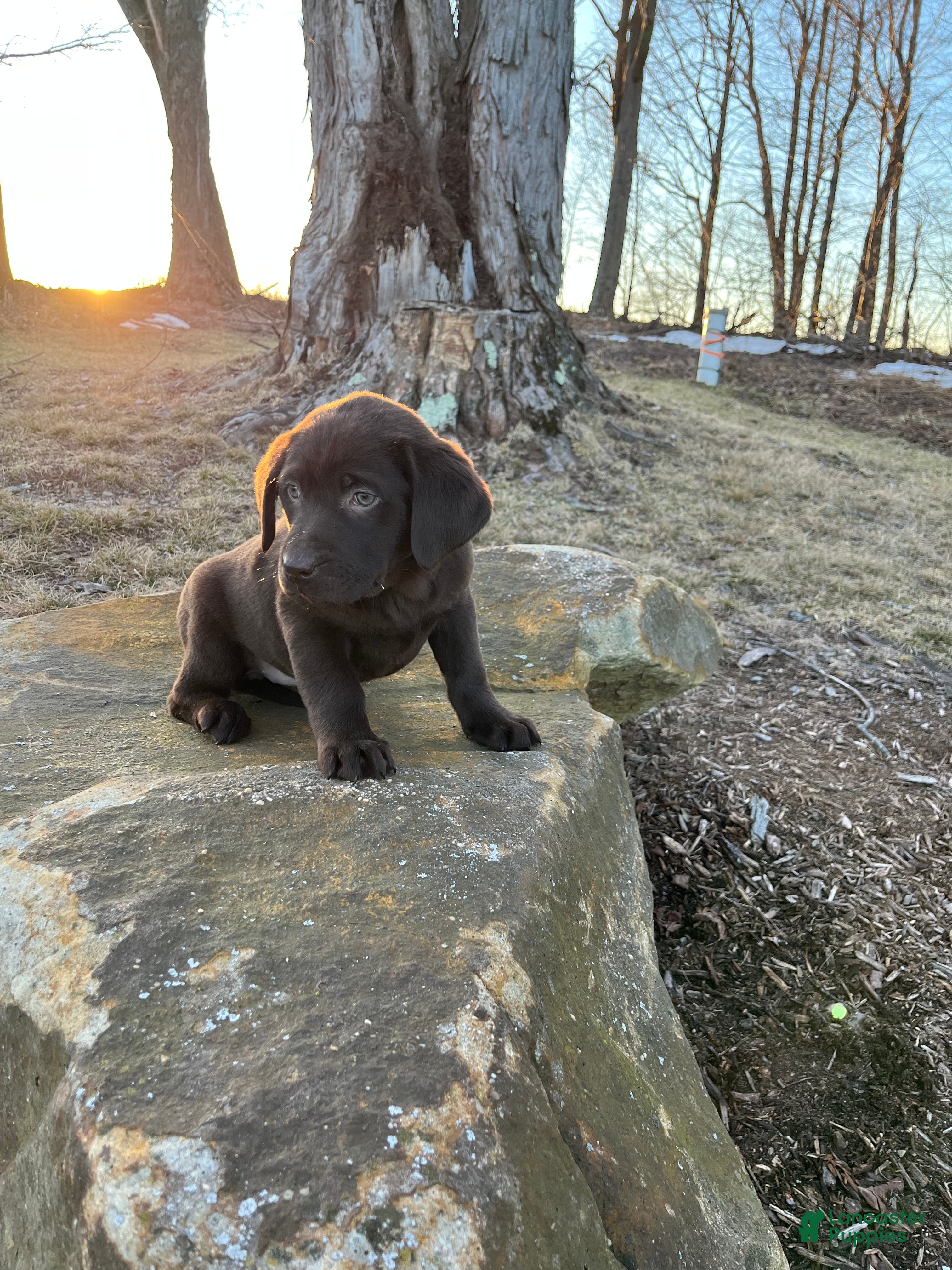 Labrador Retriever dogs Willow - Ad 17