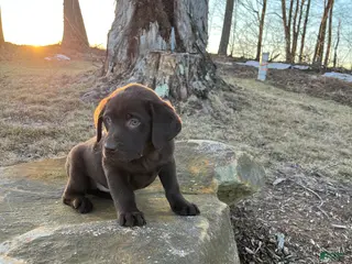 Labrador Retriever dogs Willow - Ad 17